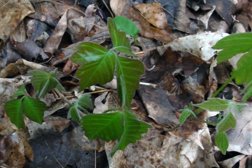 Poison Ivy Look Alikes