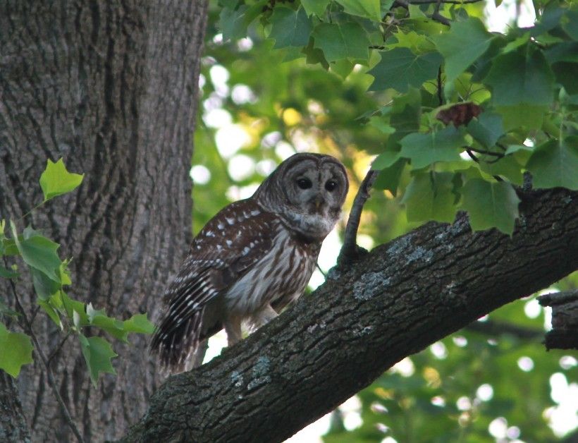 A barred owl in the Laurels Preserve. Photo by Holly Merker