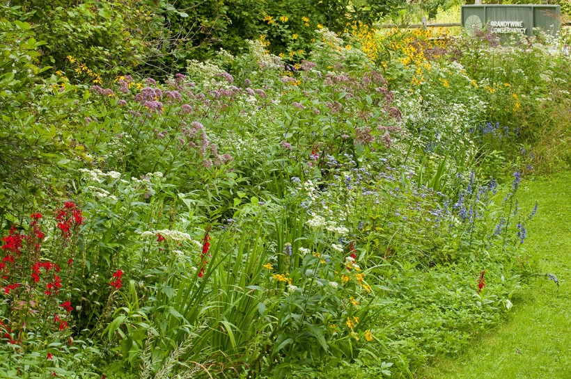 Wildflower &amp; Native Plant Garden on the Brandywine's campus