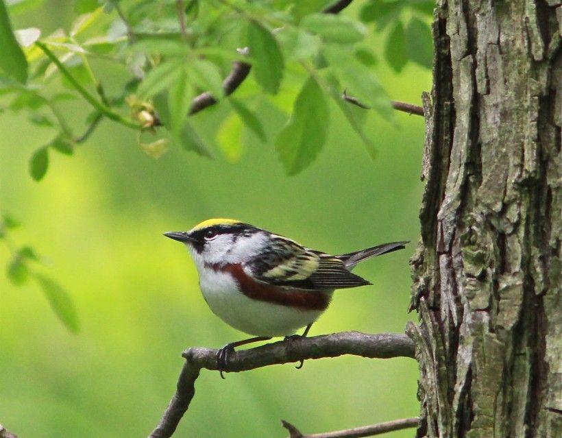 This chestnut-sided warbler was photographed last week at the Laurels Preserve. Photo by Holly Merker.	