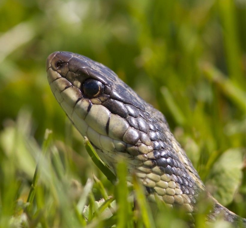 Eastern garter snake (Thamnophis sirtalis). Photo by Holly Merker.