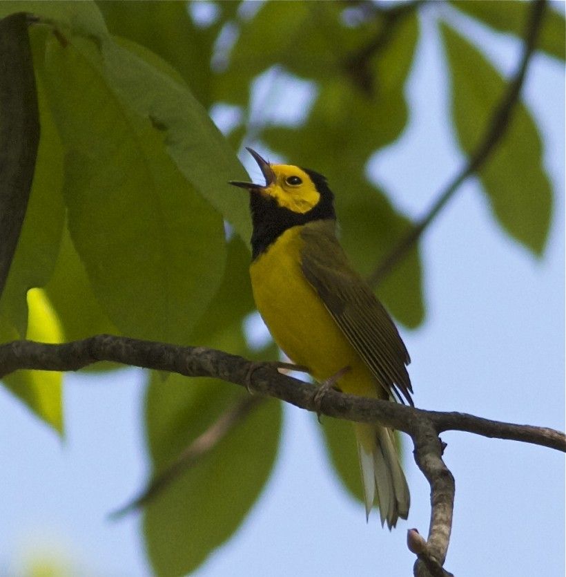 Photo of a Hooded Warbler by Holly Merker