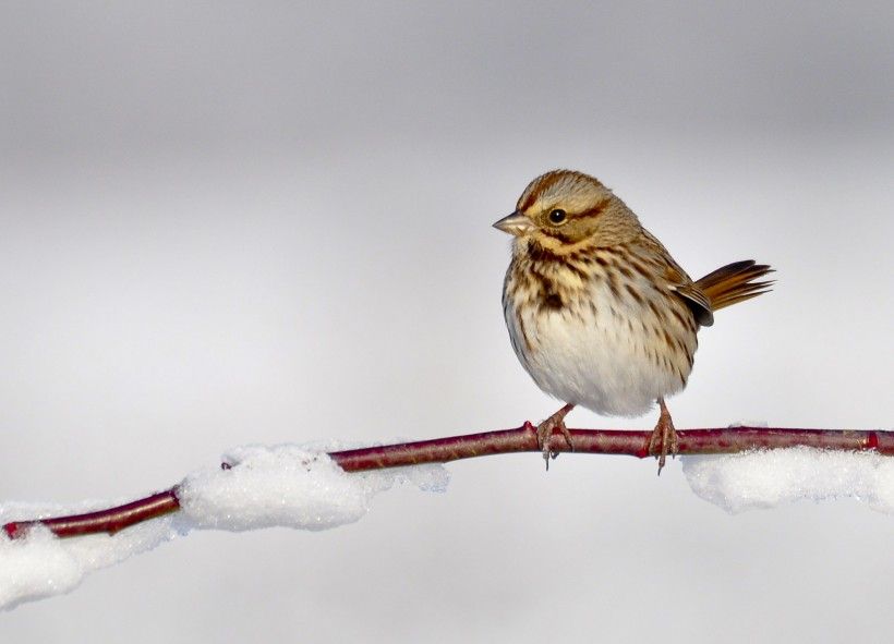 Song Sparrow. Jim Moffett Photography