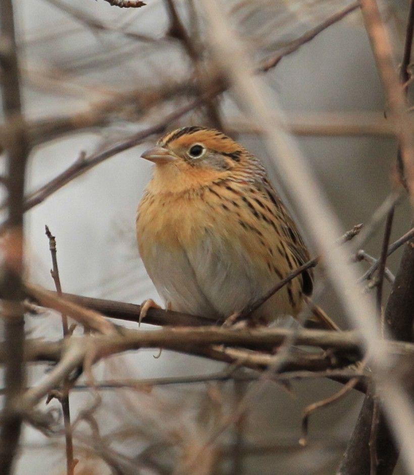 LeConte's sparrow at Waterloo Mills Preserve. Photograph by Jeff McDonald.