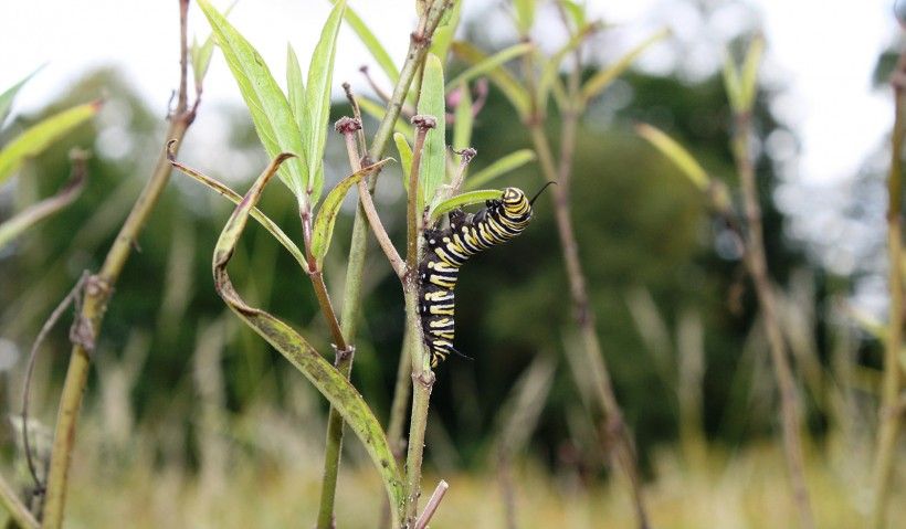 caterpillar