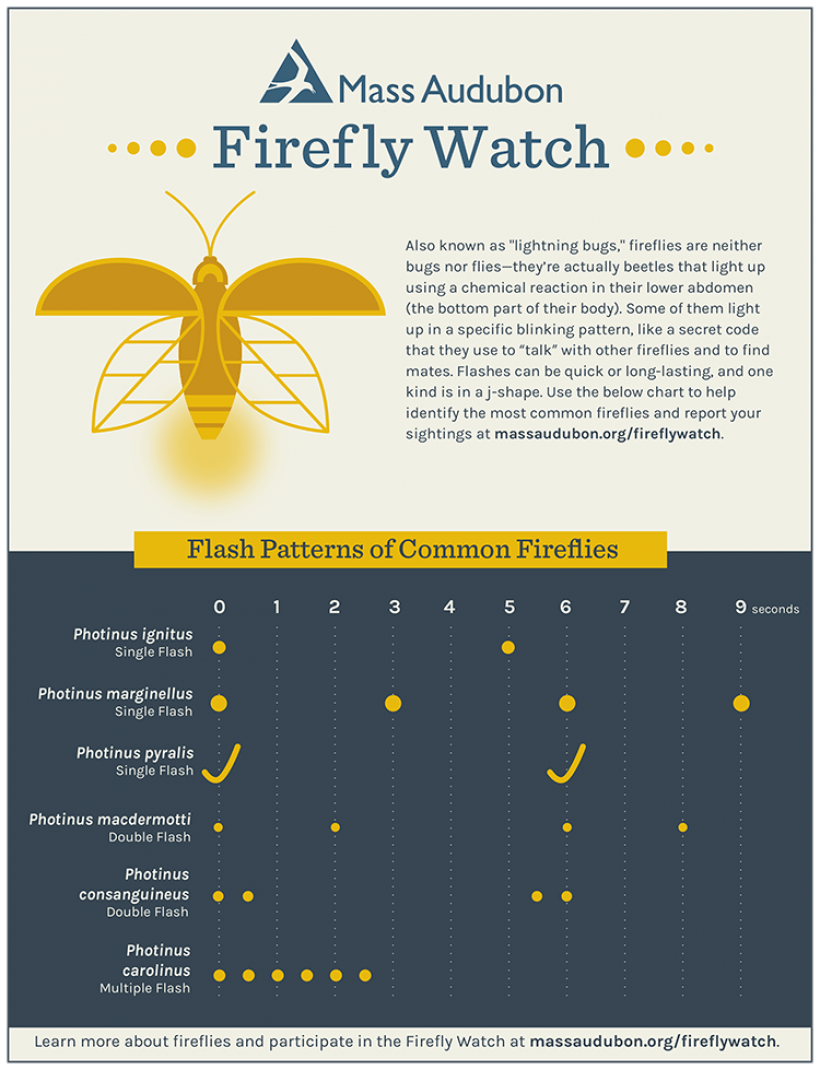 Fairies of the Night! Watch Amazing Moment When Firefly Lights Up -  20.07.2020, Sputnik International
