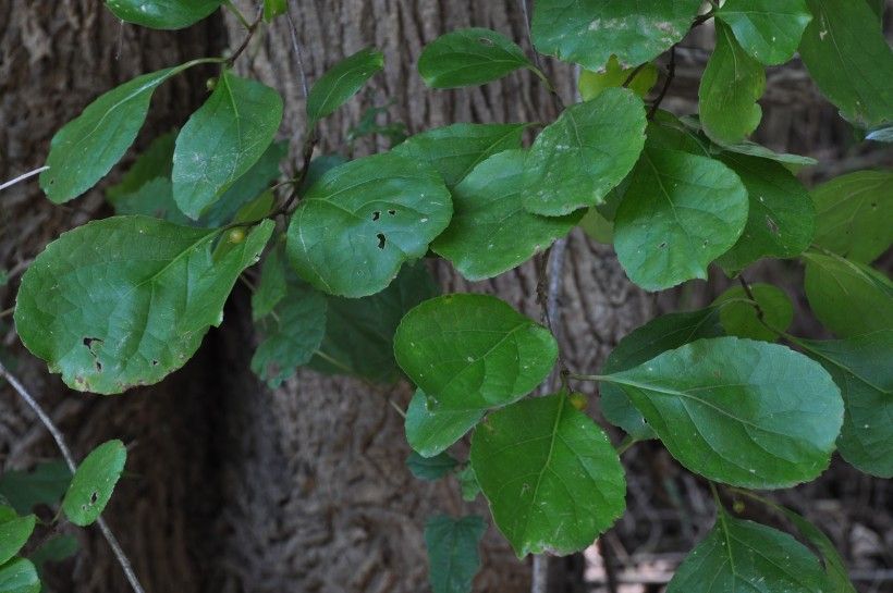 Oriental bittersweet vine is highly invasive and harms trees. Be sure to distinguish it from American bittersweet which is native and a desirable species.