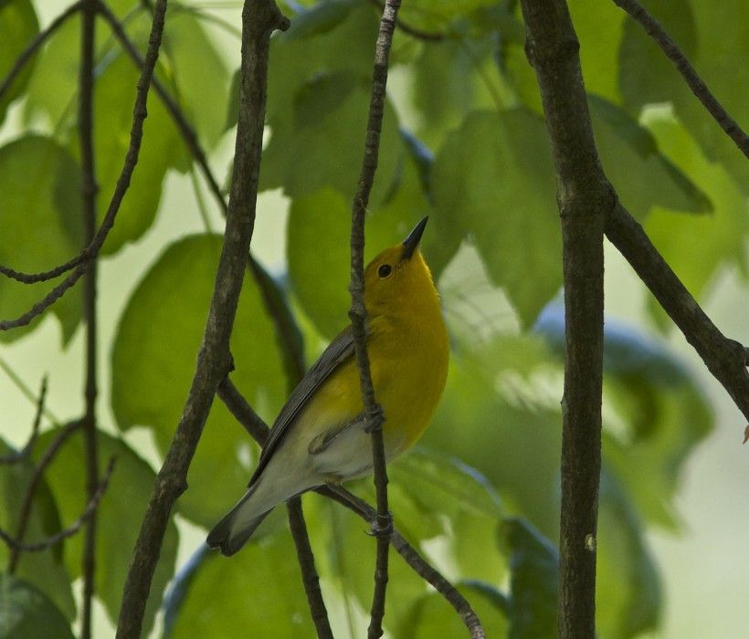 Prothonotary warbler. Photo by Holly Merker