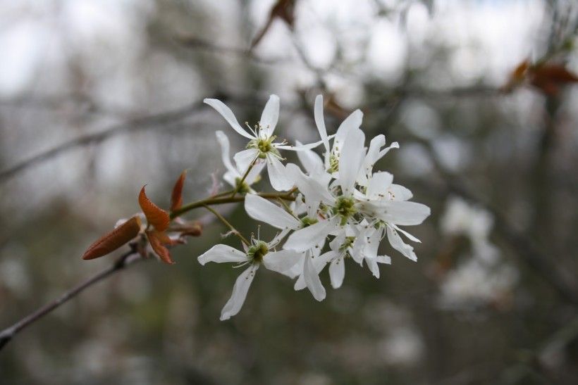 Shadbush are in Bloom | Brandywine Conservancy and Museum of Art