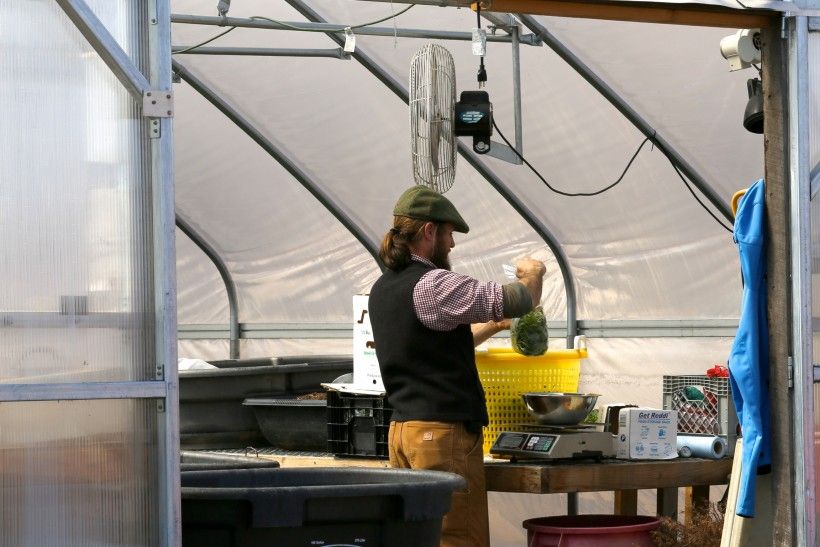 Miller Farm Processing Greens