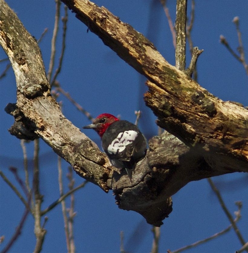 Red-headed woodpecker at the Laurels. Photo by Holly Merker.	