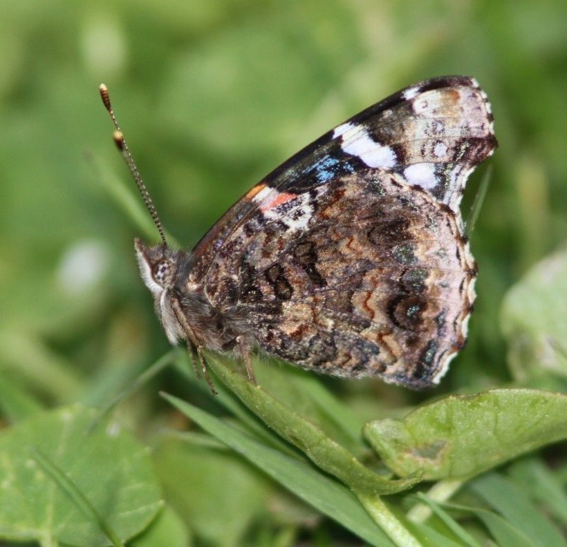 Red admiral (Vanessa atalanta), named for the striking red and black coloration of the overwings, not visible here.