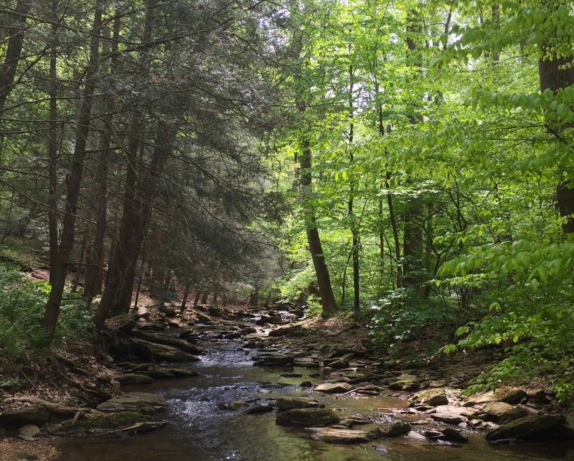 Riparian Woodland