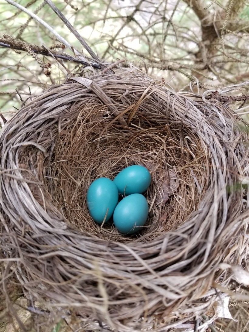 a robins egg