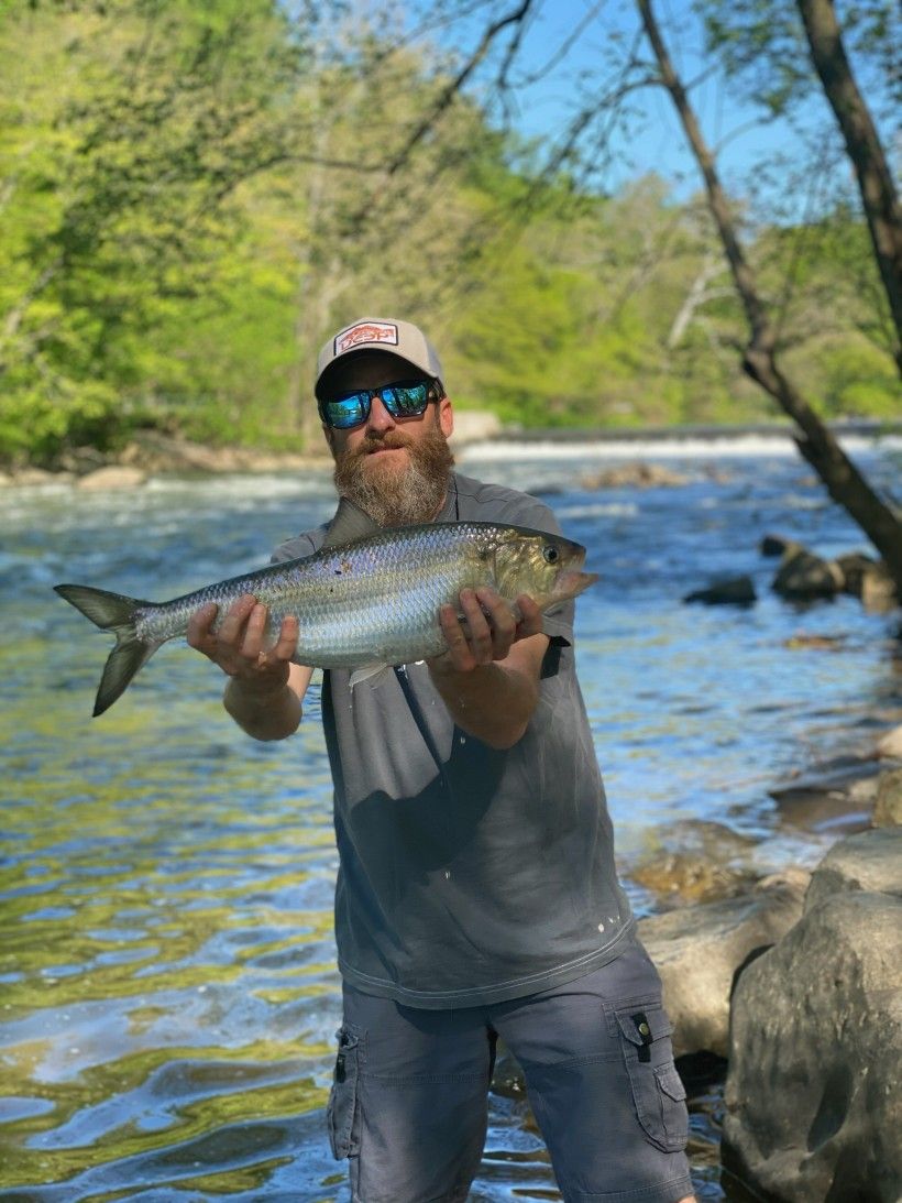 The Nation's Founding Fish Returns to America's Most Historic