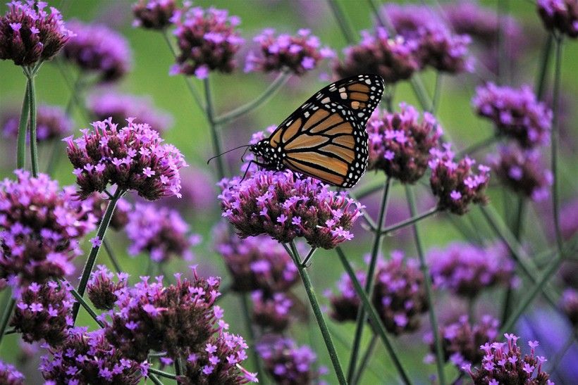 Monarch butterfly