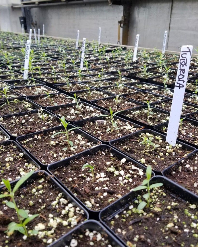 Seedlings growing in the greenhouse