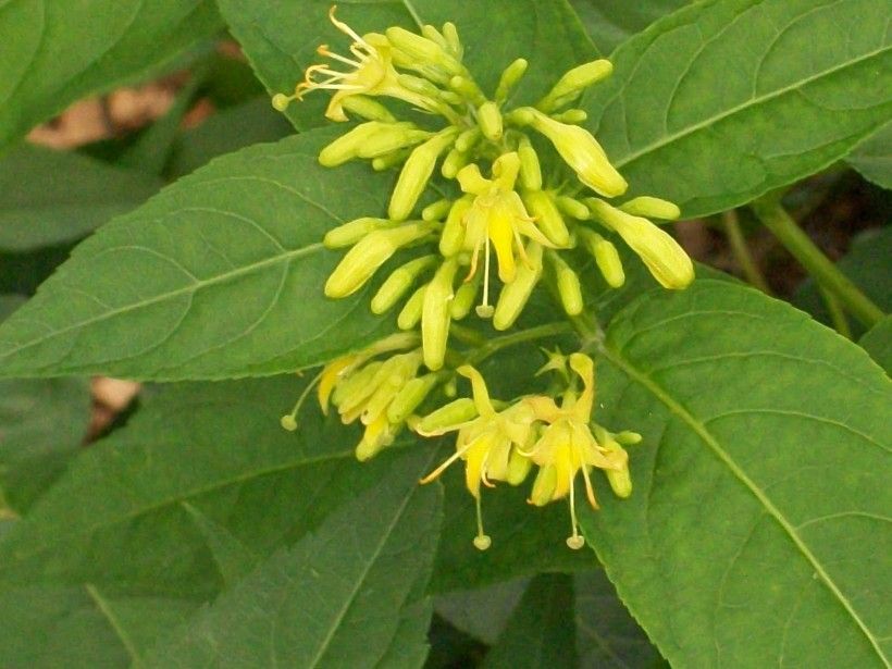 Featured Native Shrub: Honeysuckle | Brandywine Conservancy and Museum ...