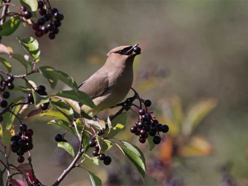 blackhaw