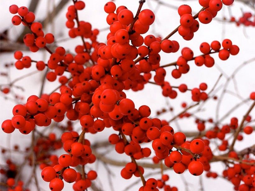 Red Berries Brighten Fall Landscapes - Long after the showy leaves