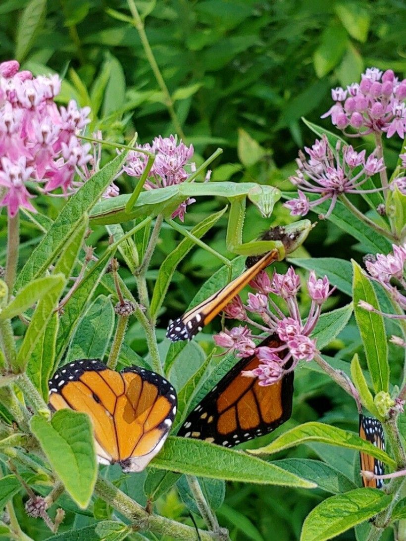 Chinese mantis consuming a monarch butterfly. Photo by Kevin Fryberger, Brandywine Conservancy.