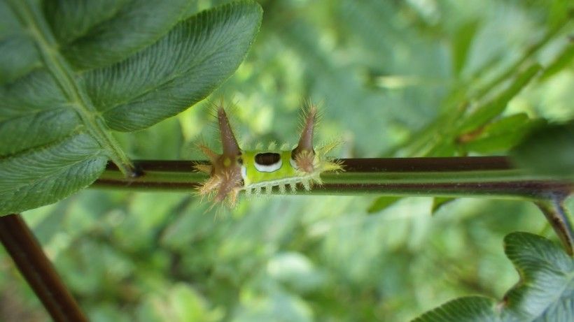 Saddleback caterpillar. Photo by Hannah Paulson.