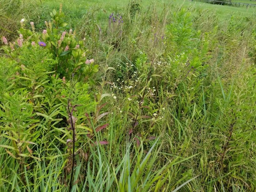 New York Aster, Daisy Fleabane, Blue Vervain, summersweet and other native plants.