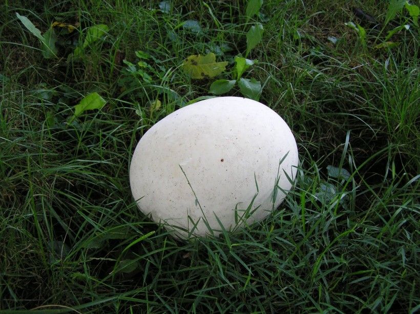 Giant puffball mushroom. Photo by Vanessa Wallace.