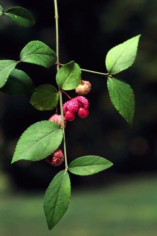 Strawberry shrub (Euonymus americanus) fruit. Photo by James H. Miller and Ted Bodner, Southern Weed Science Society, bugwood.org.