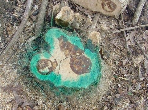 Herbicide applied to the outside of a stump to maximize contact with the cambium. Photo by Art Gover. extension.psu.edu