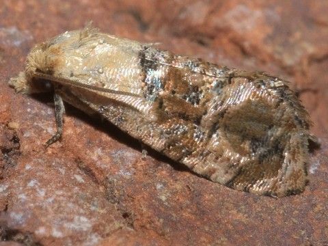 a brown moth sits with wings folded