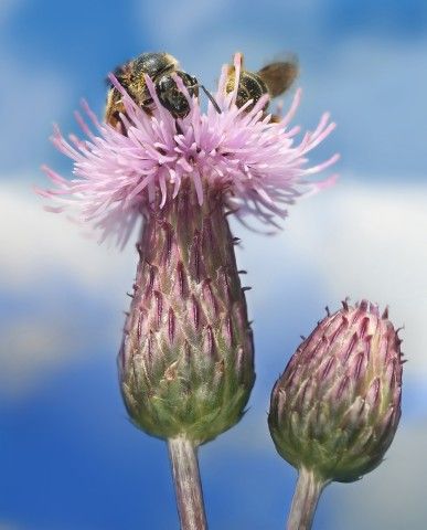 two bees sit atop the fluffy petals of a purple flower with a out-of-focus blue sky in the background