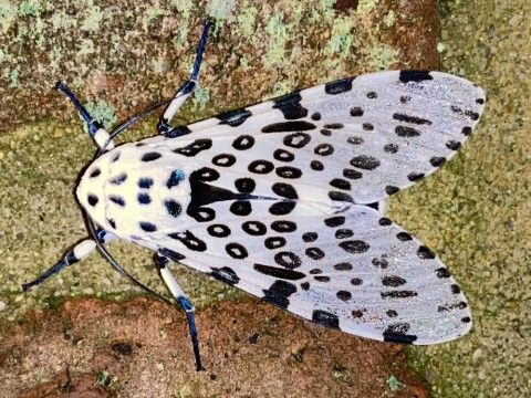 a white moth with many black spots sits on a rock
