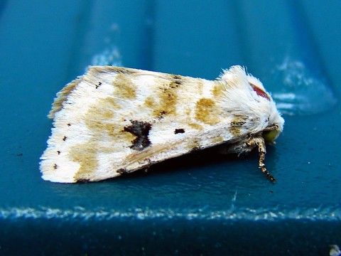 a white moth sits with wings folded on a blue surface