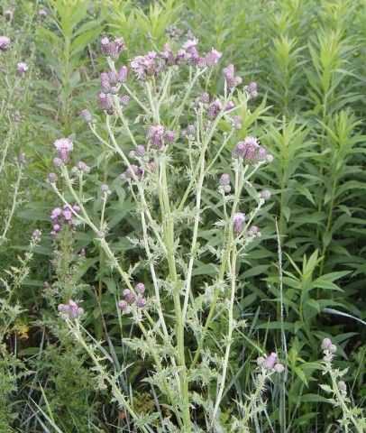 photo of Canada thistle in bloom