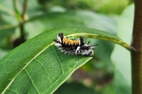 a fuzzy caterpillar lays on a green leaf 