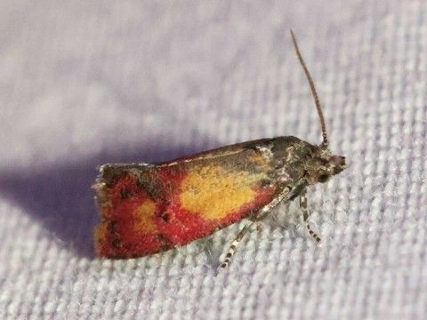 a yellow and red moth sits on a paper towel with wings folded