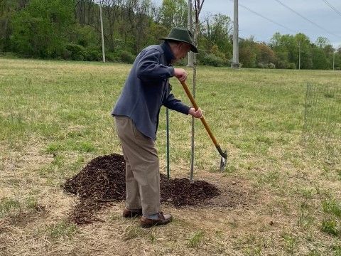 a man using a shovel helps to plant a tree