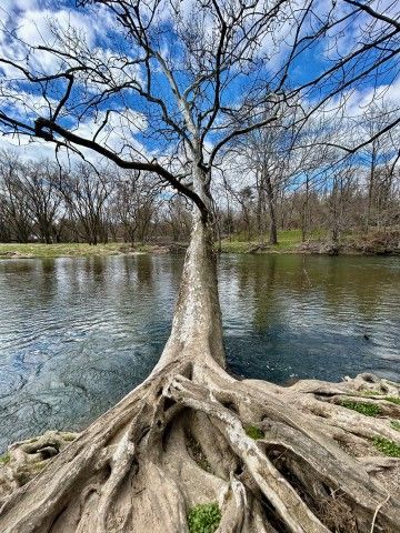 a sycamore tree with large roots on the banks of a river