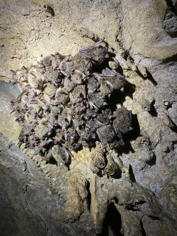 a vertical image showing a colony of bats