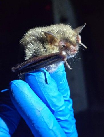 close-up shot of a blue-gloved hand holding a bat