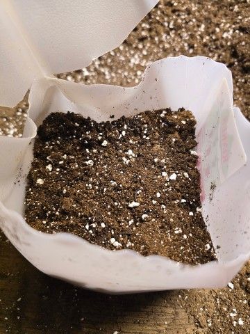 photo of potting soil in an empty milk jug