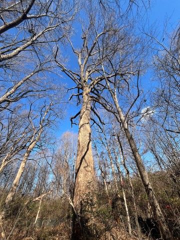 photo taken from the ground looking up at a tall tree without leaves as it stretches towards the sky