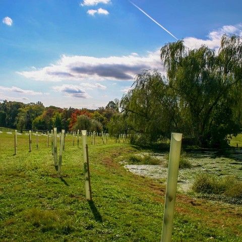 Stream side planting in a field