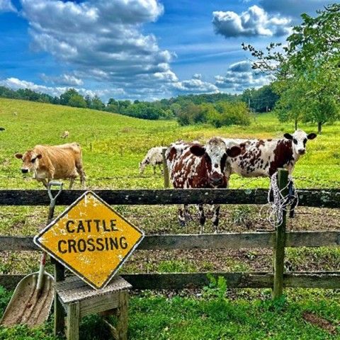 cows standing behind a fence with a yellow sign in the foreground that reads Cattle Crossing