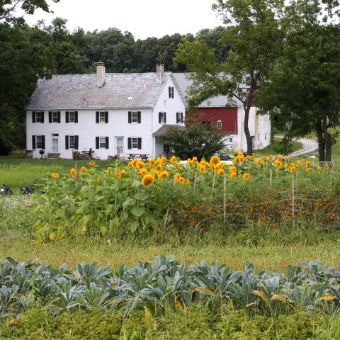 Farm house with a field of sunflowers and other vegetation in front of the building at Miller Farm