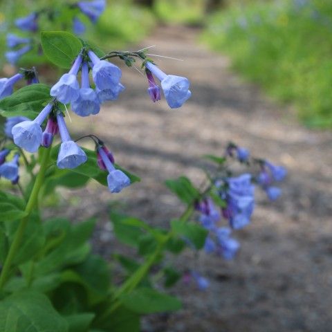 Close up of bluebell flowers along a trail