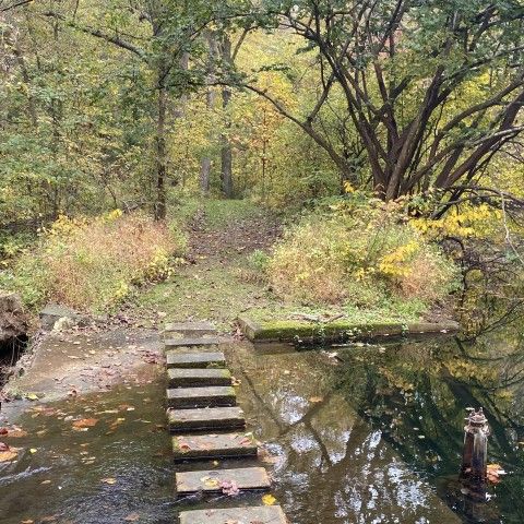 Stepping stones over a pond leading into a wooded trail