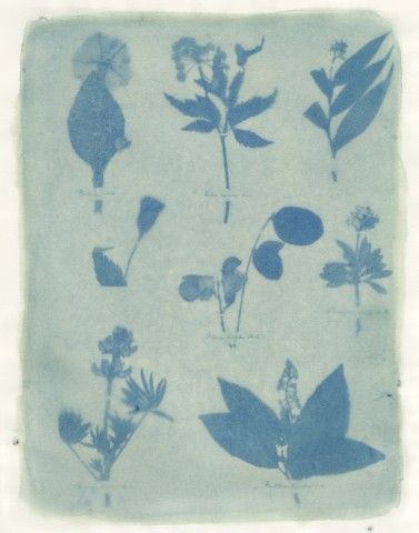 Amanda Marchand & Leah Sobsey,<em> Herbarium Plate 54 – Purple Pansy</em>, 2023, archival pigment print (made from original anthotype), 40 x 30 in. Courtesy of the artists and Rick Wester Fine Art, NYC. © Amanda Marchand & Leah Sobsey blue flower print