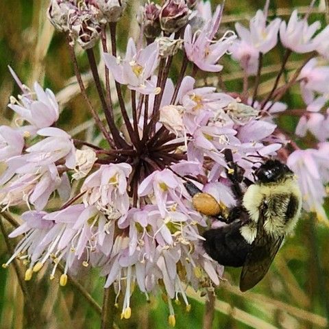 Eastern Common Bumble Bee (<em>Bombus impatiens</em>) on Nodding Onion (<em>Allium cernuum</em>). Credit: Melissa Reckner A Bumble Bee getting pollen from a light pink flower